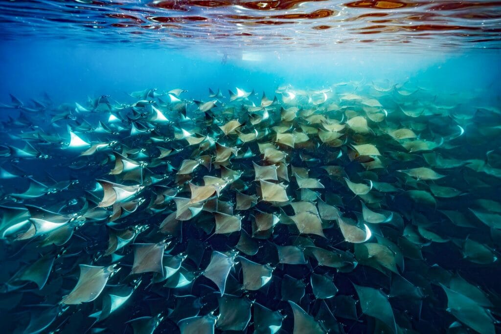 diving underwater with a Huge school of mobulas mobula munkiana in cortez sea ensenada de muertos baja de los sunos baja california sur Mexico close up